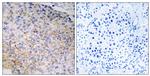 NOX3 Antibody in Immunohistochemistry (Paraffin) (IHC (P))