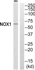 NOX1 Antibody in Western Blot (WB)