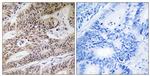 NPHP4 Antibody in Immunohistochemistry (Paraffin) (IHC (P))