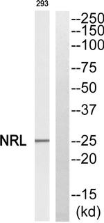NRL Antibody in Western Blot (WB)