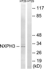 NXPH3 Antibody in Western Blot (WB)