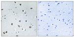 NXPH4 Antibody in Immunohistochemistry (Paraffin) (IHC (P))