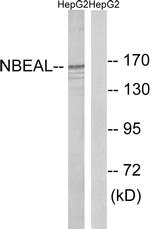 NBEAL1 Antibody in Western Blot (WB)