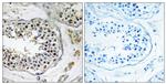 NBPF4 Antibody in Immunohistochemistry (Paraffin) (IHC (P))