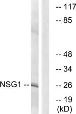 NSG1 Antibody in Western Blot (WB)