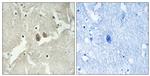 NSG2 Antibody in Immunohistochemistry (Paraffin) (IHC (P))
