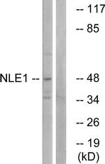 NLE1 Antibody in Western Blot (WB)