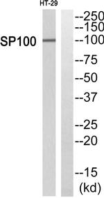 SP100 Antibody in Western Blot (WB)