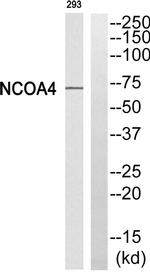 NCOA4 Antibody in Western Blot (WB)