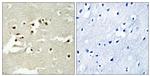 NCOA5 Antibody in Immunohistochemistry (Paraffin) (IHC (P))