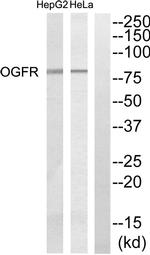 OGFR Antibody in Western Blot (WB)