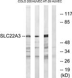 SLC22A3 Antibody in Western Blot (WB)