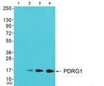 PDRG1 Antibody in Western Blot (WB)