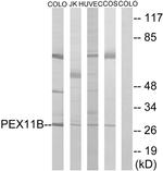 PEX11B Antibody in Western Blot (WB)
