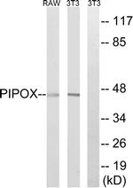 PIPOX Antibody in Western Blot (WB)