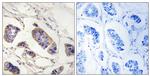 PEX7 Antibody in Immunohistochemistry (Paraffin) (IHC (P))