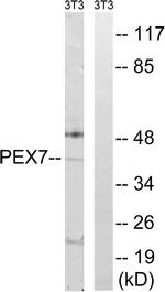 PEX7 Antibody in Western Blot (WB)