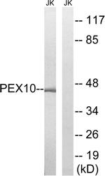 PEX10 Antibody in Western Blot (WB)