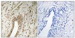 PHF3 Antibody in Immunohistochemistry (Paraffin) (IHC (P))