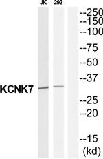 KCNK7 Antibody in Western Blot (WB)