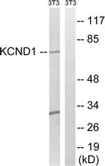 KV4.1 (KCND1) Antibody in Western Blot (WB)