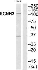 KCNH3 Antibody in Western Blot (WB)