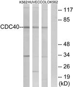 Cdc40 Antibody in Western Blot (WB)