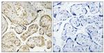 APOBEC3D/APOBEC3F Antibody in Immunohistochemistry (Paraffin) (IHC (P))
