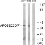 APOBEC3D/APOBEC3F Antibody in Western Blot (WB)