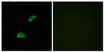 GPR158 Antibody in Immunocytochemistry (ICC/IF)