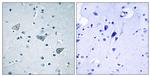GPR158 Antibody in Immunohistochemistry (Paraffin) (IHC (P))