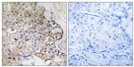 PART1 Antibody in Immunohistochemistry (Paraffin) (IHC (P))