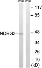 NDRG3 Antibody in Western Blot (WB)