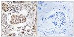 PPP1R11 Antibody in Immunohistochemistry (Paraffin) (IHC (P))