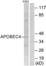 APOBEC4 Antibody in Western Blot (WB)