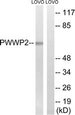 PWWP2B Antibody in Western Blot (WB)