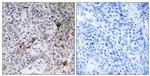RAB11FIP3 Antibody in Immunohistochemistry (Paraffin) (IHC (P))