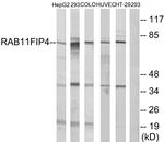 RAB11FIP4 Antibody in Western Blot (WB)