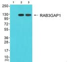 RAB3GAP1 Antibody in Western Blot (WB)