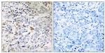 RABL5 Antibody in Immunohistochemistry (Paraffin) (IHC (P))