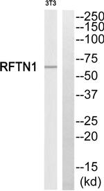 REPS1 Antibody in Western Blot (WB)