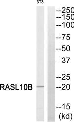 RASL10B Antibody in Western Blot (WB)