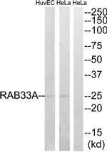 RAB33A Antibody in Western Blot (WB)