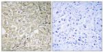 RAB37 Antibody in Immunohistochemistry (Paraffin) (IHC (P))