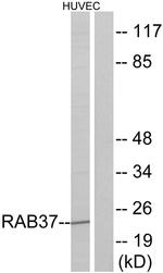 RAB37 Antibody in Western Blot (WB)