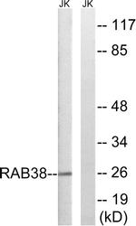 RAB38 Antibody in Western Blot (WB)