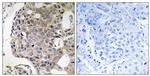RIM4 Antibody in Immunohistochemistry (Paraffin) (IHC (P))