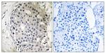 ARHGEF10 Antibody in Immunohistochemistry (Paraffin) (IHC (P))