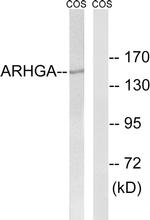 ARHGEF10 Antibody in Western Blot (WB)