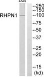 RHPN1 Antibody in Western Blot (WB)